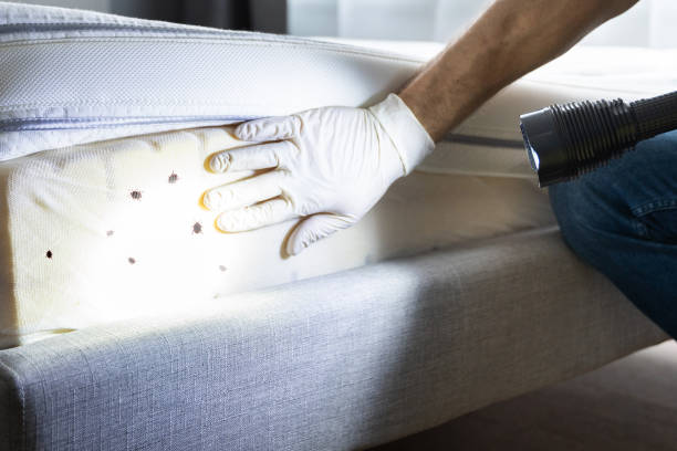 Best Local Pest Control Services  in Rantoul, IL