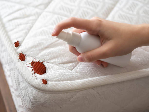 Flea Control Services in Rantoul, IL