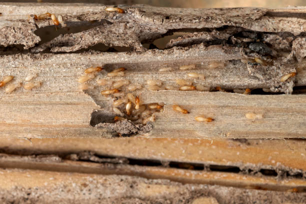 Best Residential Pest Control  in Rantoul, IL