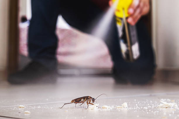 Best Bed Bug Extermination  in Rantoul, IL