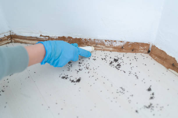 Best Pest Control Near Me  in Rantoul, IL